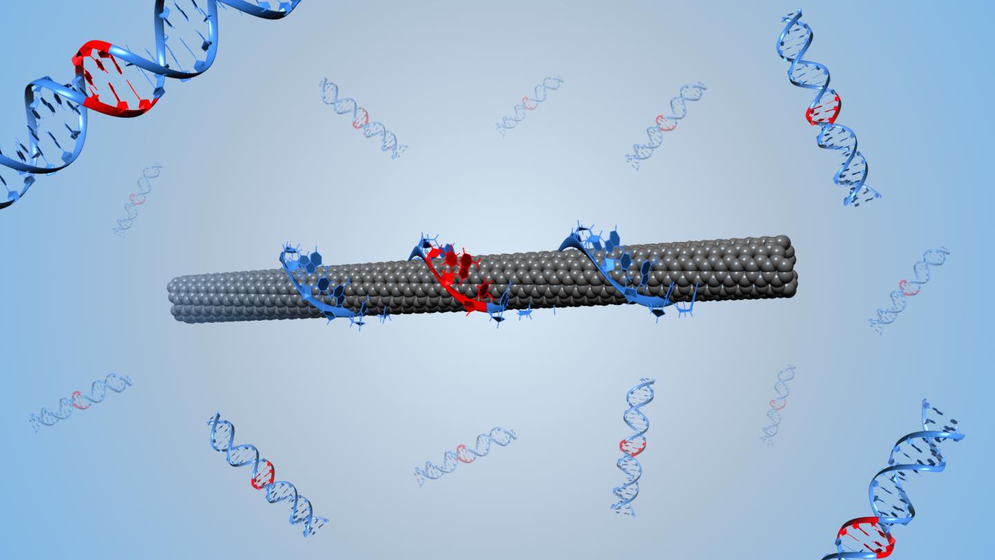 Carbon Nanotube