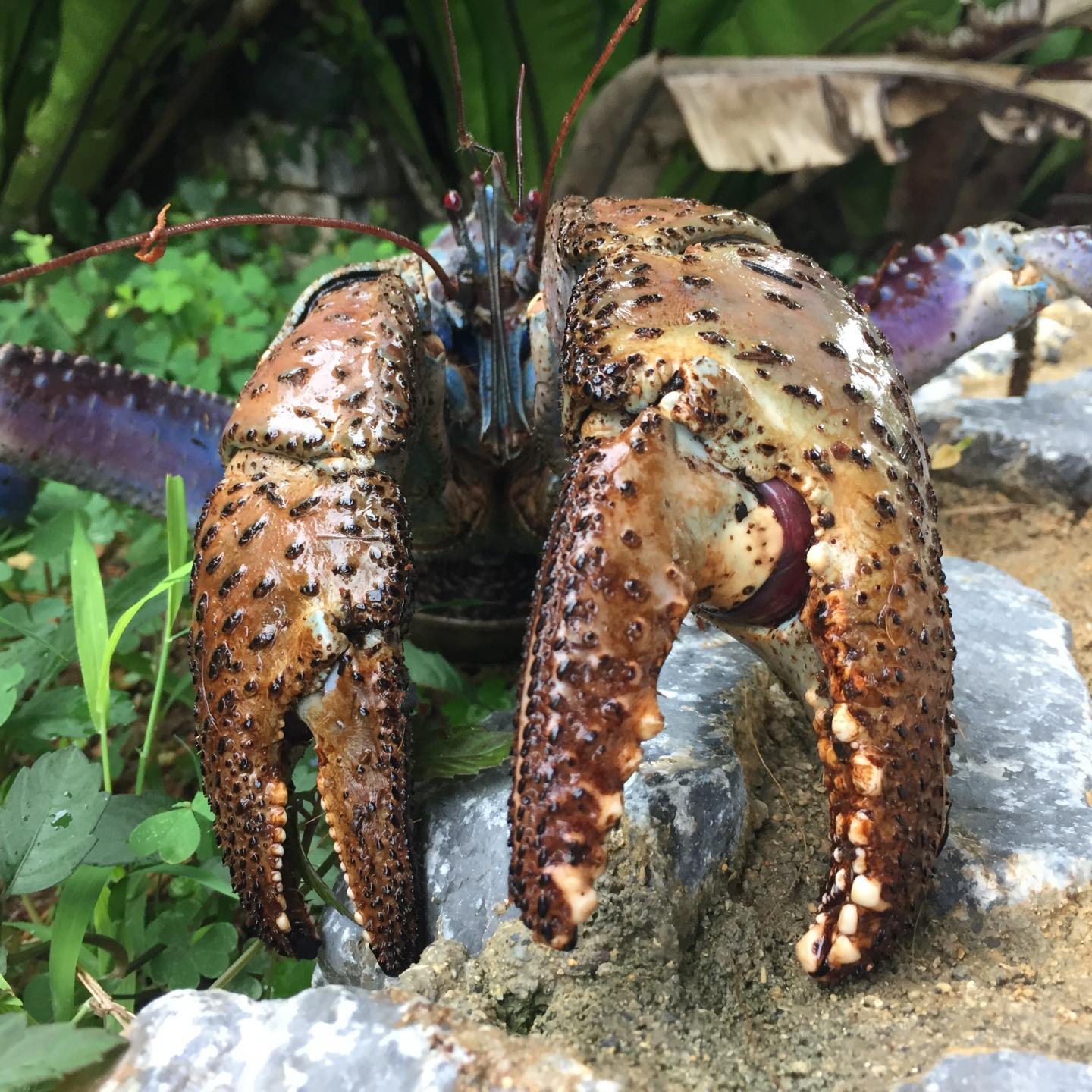 Coconut crab claws pinch with the strongest f EurekAlert!