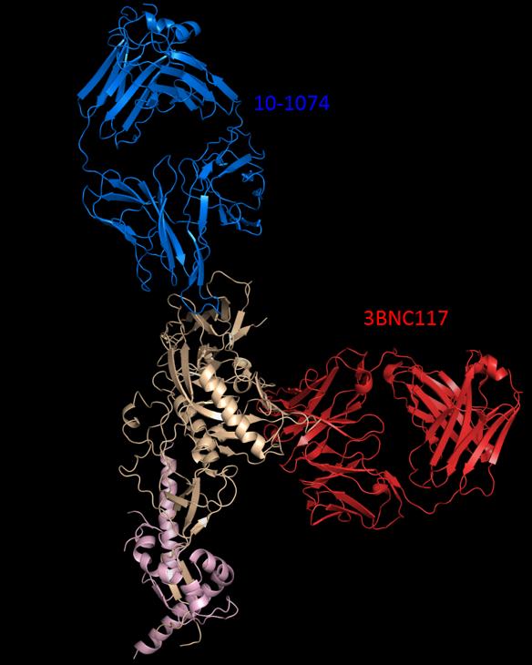 Broadly Neutralizing Antibodies 10-1074 and 3BNC117 Each Bind to a Differen tSite on the SHIV Spike