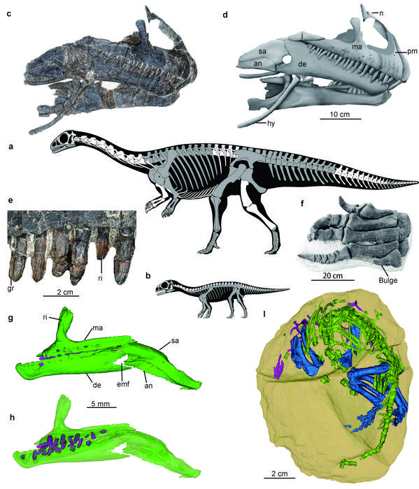 Skeletal reconstructions of adult and juvenile Qianlong