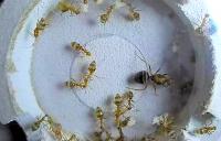 Feeding Behavior of Yellow Crazy Ants