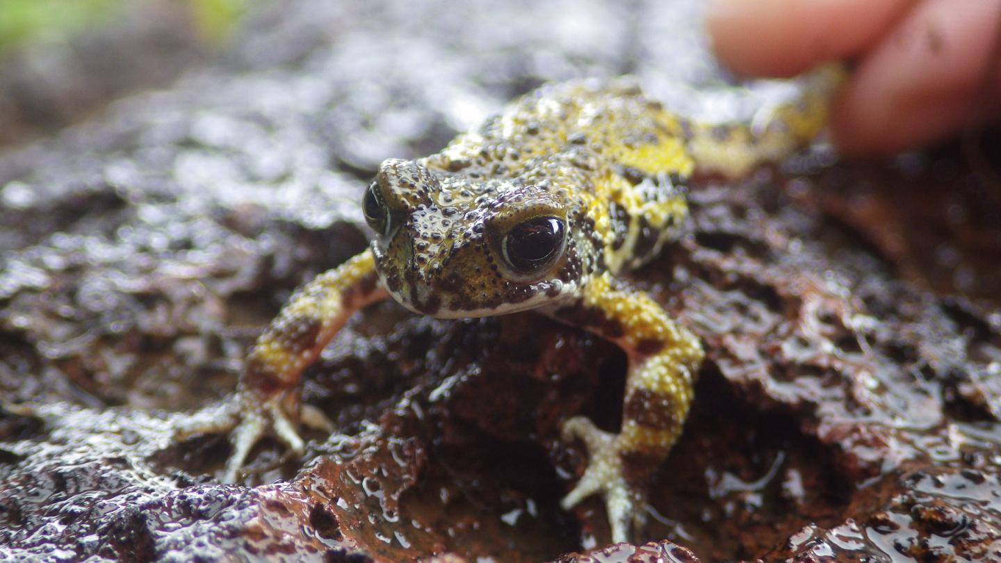 Amboli Toad (Xanthophryne tigerina)