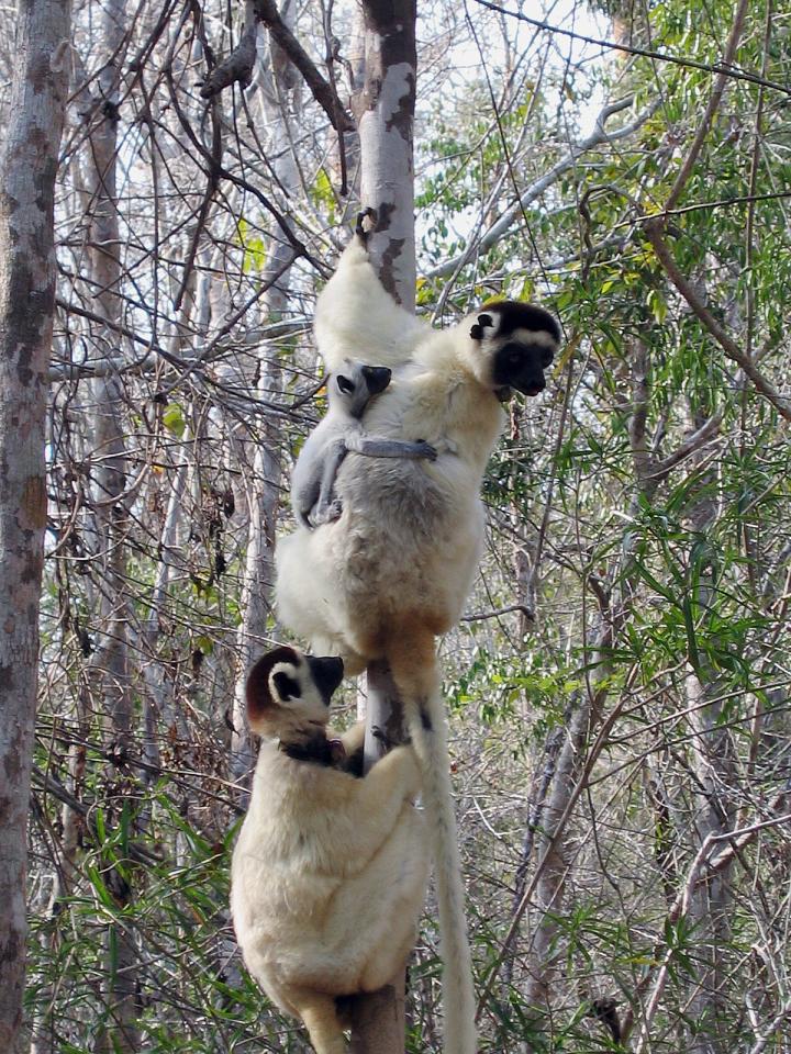 Sifaka Family