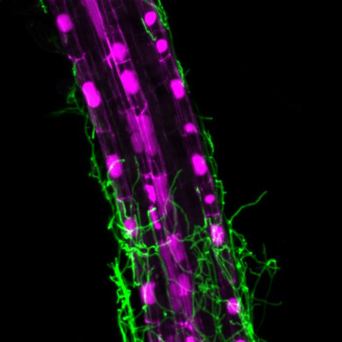 Microscope image of a colonized Arabidopsis root