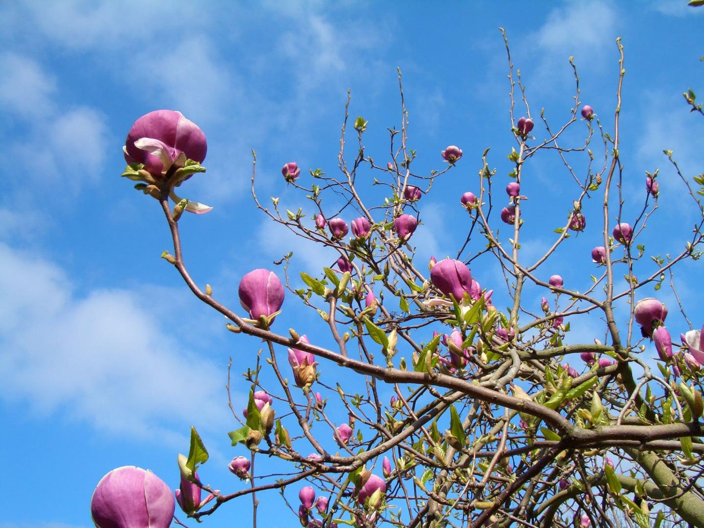 Magnolia Tree Harbors Anti-Cancer Compound