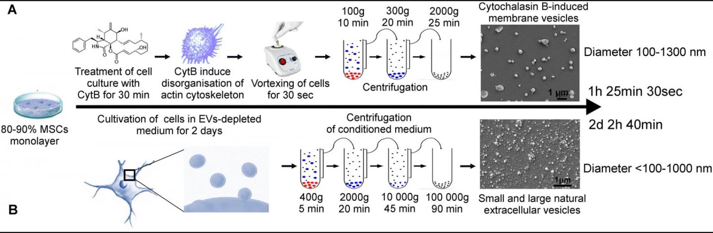 Microvesicles