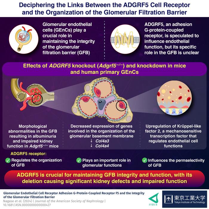 Deciphering the Links Between the ADGRF5 Cell Receptor and the Organization of the Glomerular Filtration Barrier