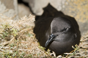 Bulwer’s petrels