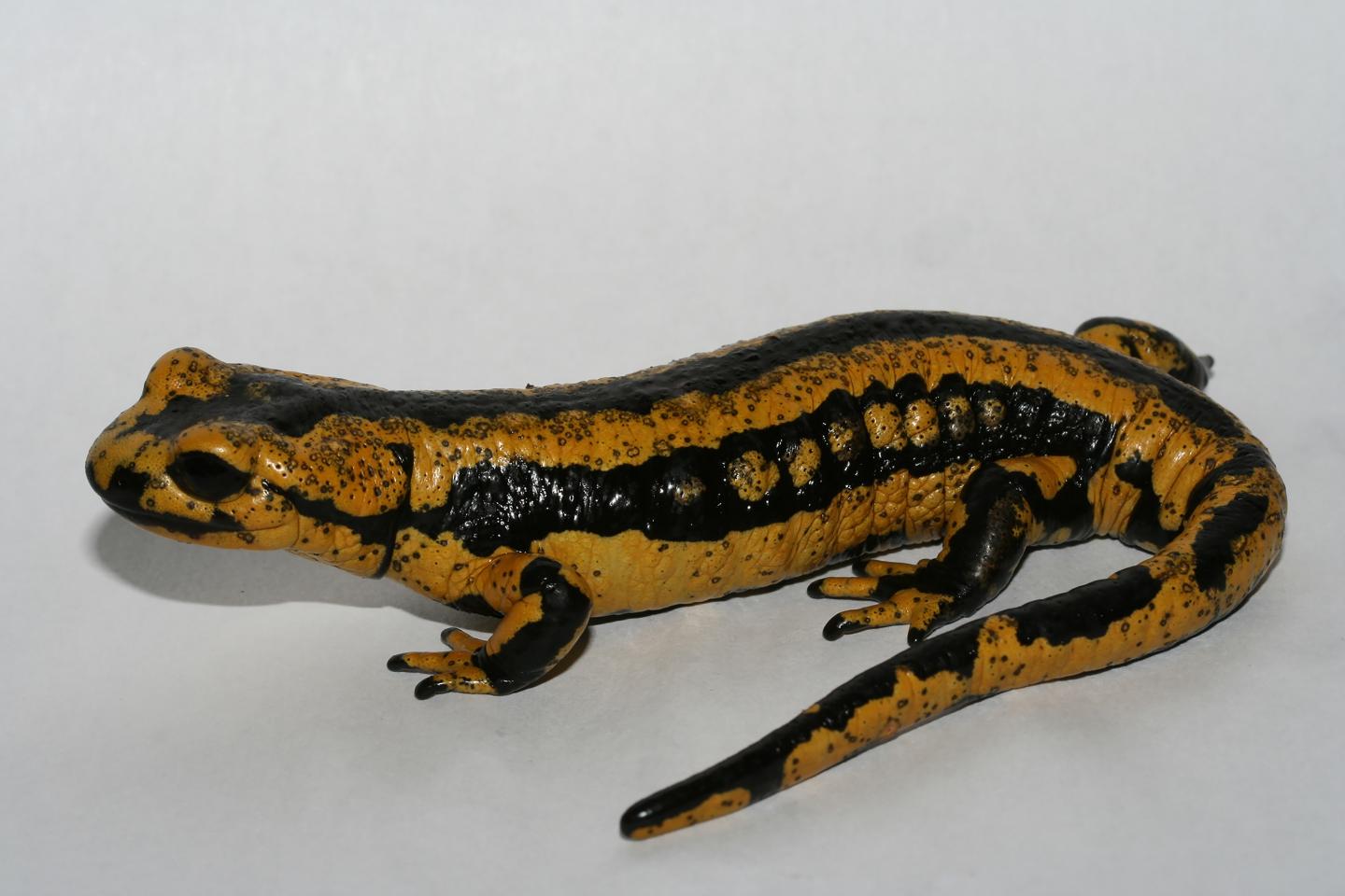 Fire Salamander