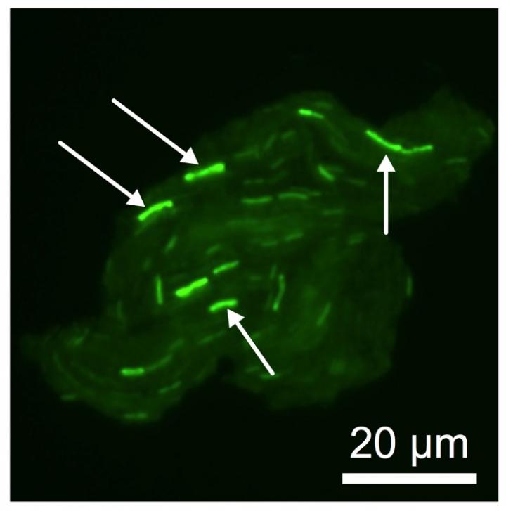 Engineered Bacteria Fluorescing Green