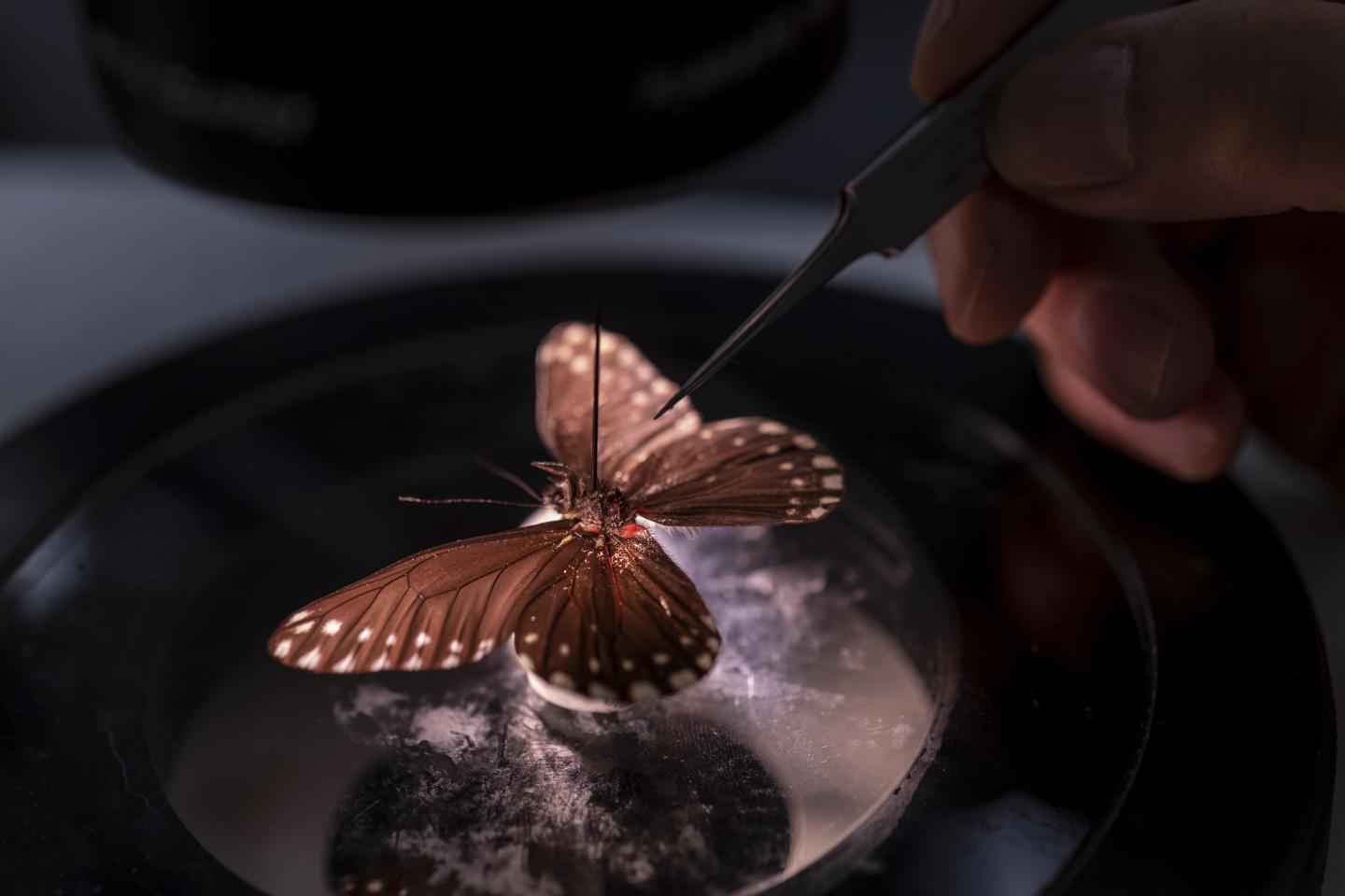 New Butterfly Species Showcases Unusual Black Coloring