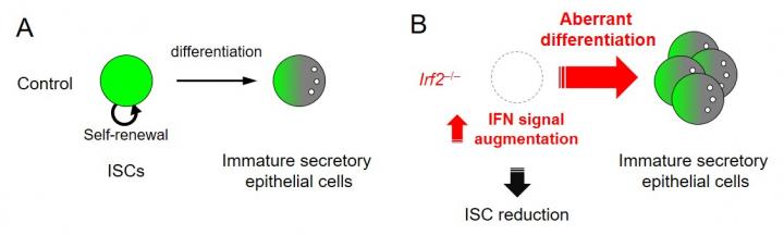 Figure 2. Aberrant differentiation of ISCs in Irf2-/- mice.
