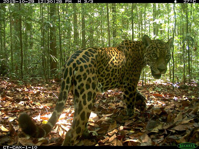 jaguar (Panthera onca)