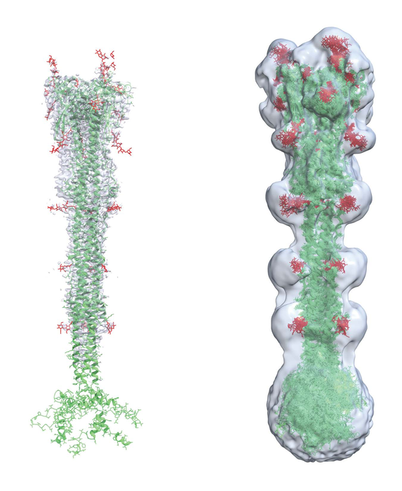 ‘Digital twin’ modeling approach provides new insight that could aid potential vaccine and treatment concepts