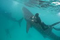 Scientists Using Holiday Snaps to Identify Whale Sharks (3 of 3)