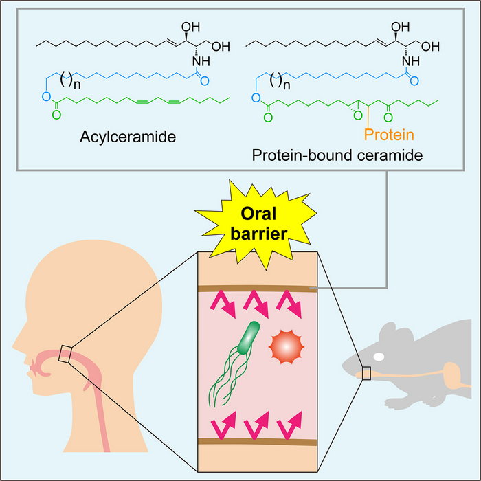 Role of acylceramides and protein-bound acylcermides in the oral barrier