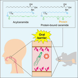 Role of acylceramides and protein-bound acylcermides in the oral barrier