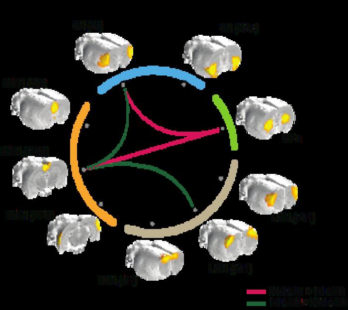 Brain Connection Model