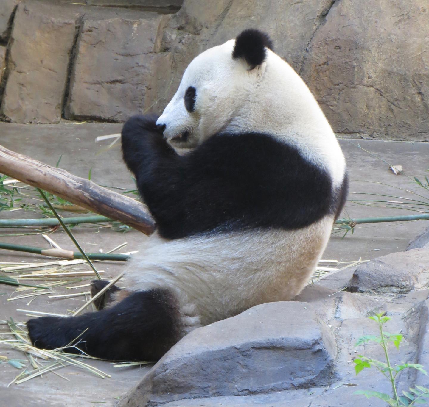 Why pandas are black and white | EurekAlert!