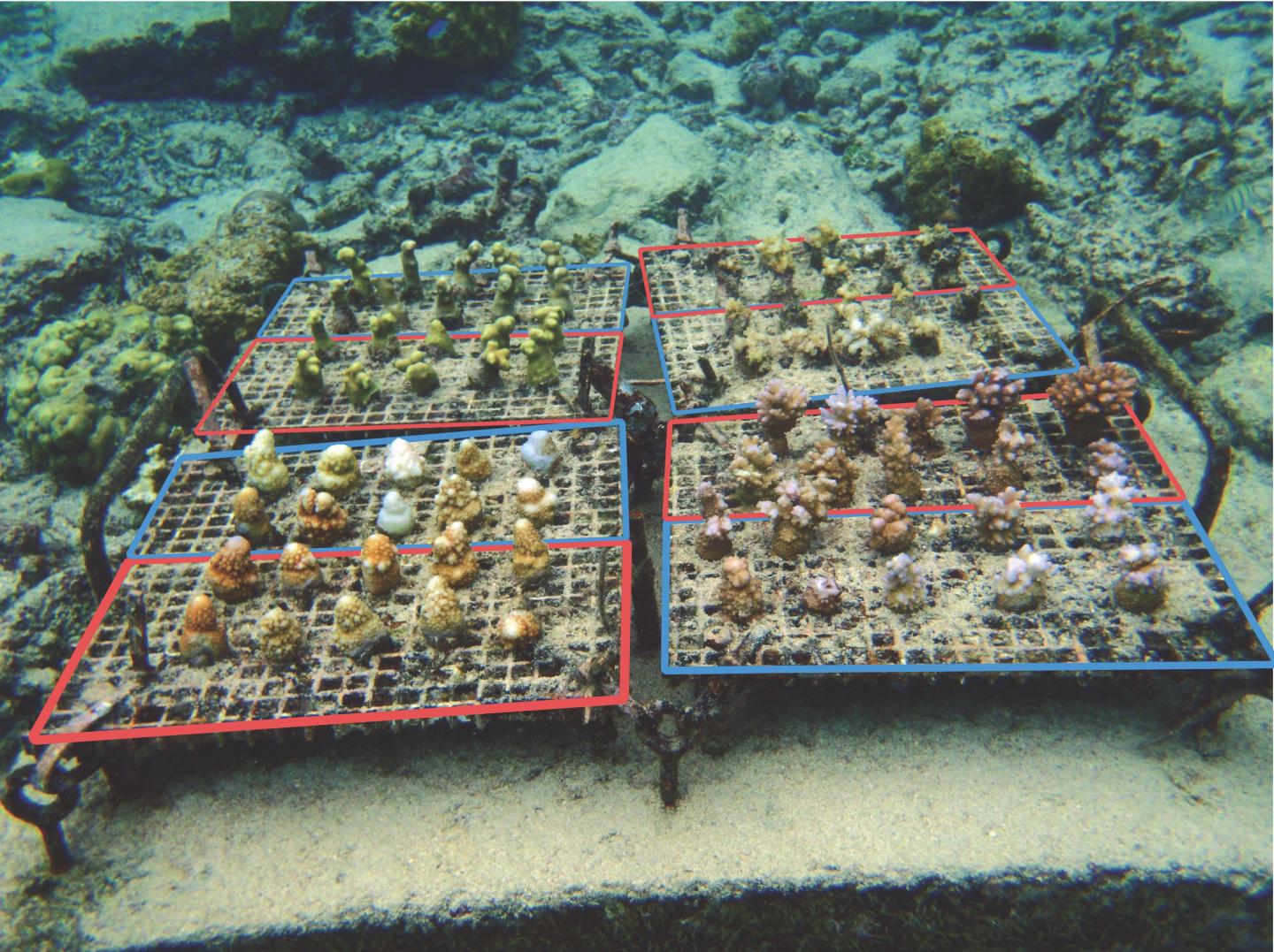 A Coral Nursery Panel after the 2015 Bleaching Event
