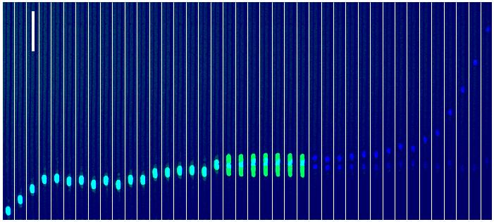 A Temporal Array of Fluorescence Images Captures the Migration of a Cell