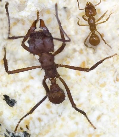 Acromyrmex Leaf-Cutting Ants --  Large and Small Workers