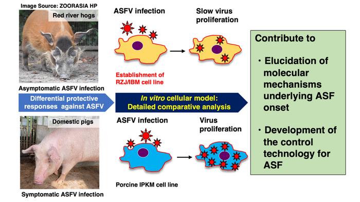 Prospects for African swine fever virus(ASFV) research using Red river hog macrophage-derived cell lines