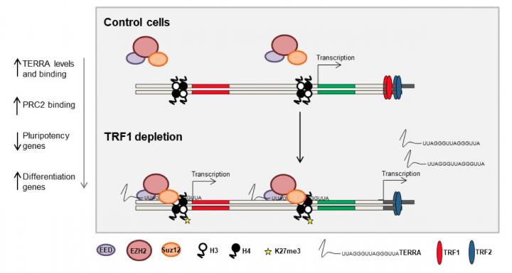 Model of the Role of TRF1 in Controlling Pluripotency