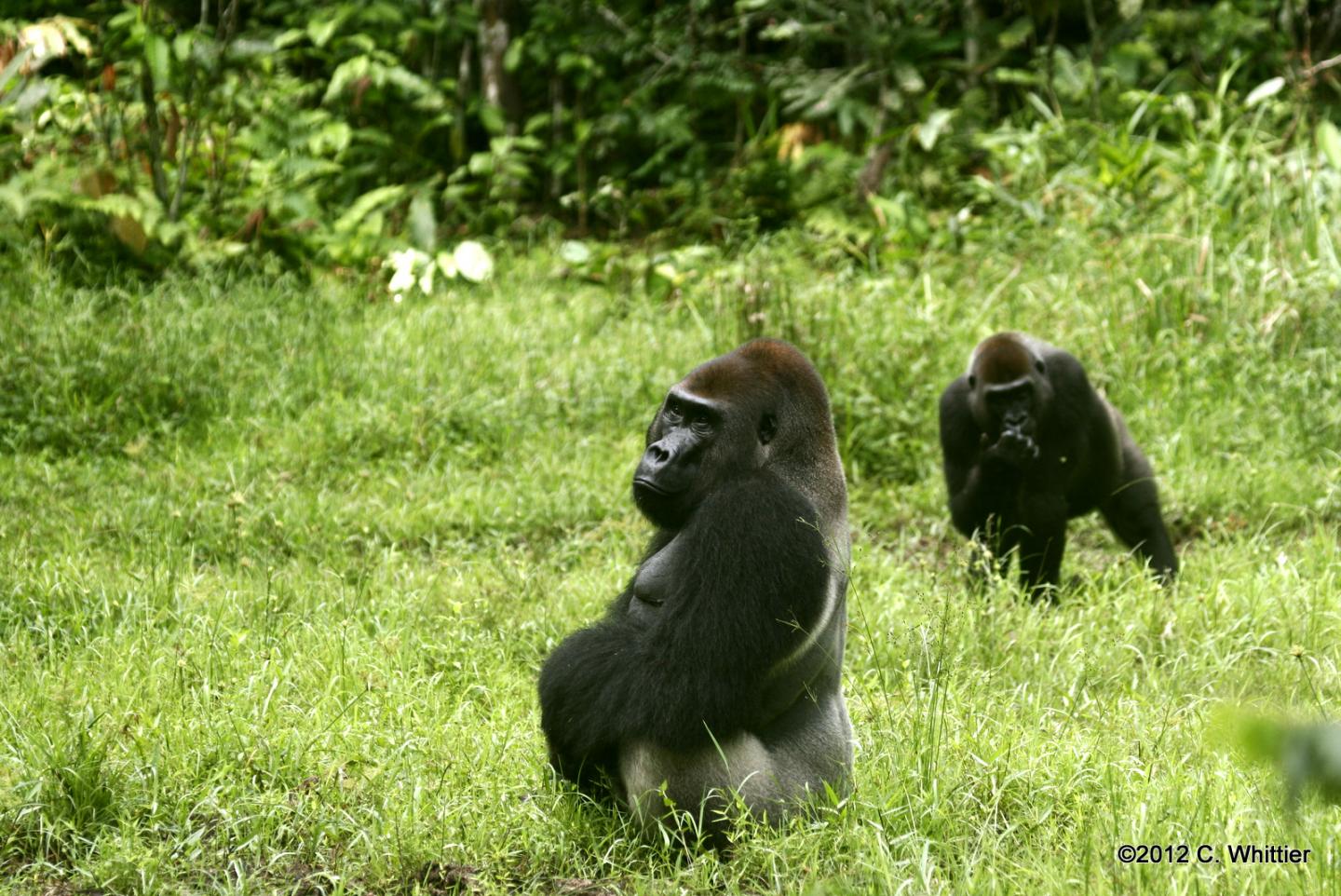 Western Lowland Gorillas