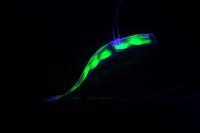 Fluorescing Eel-Like Robot
