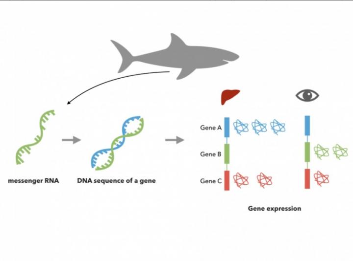 Genetic mapping