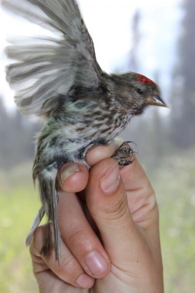 Common Redpoll