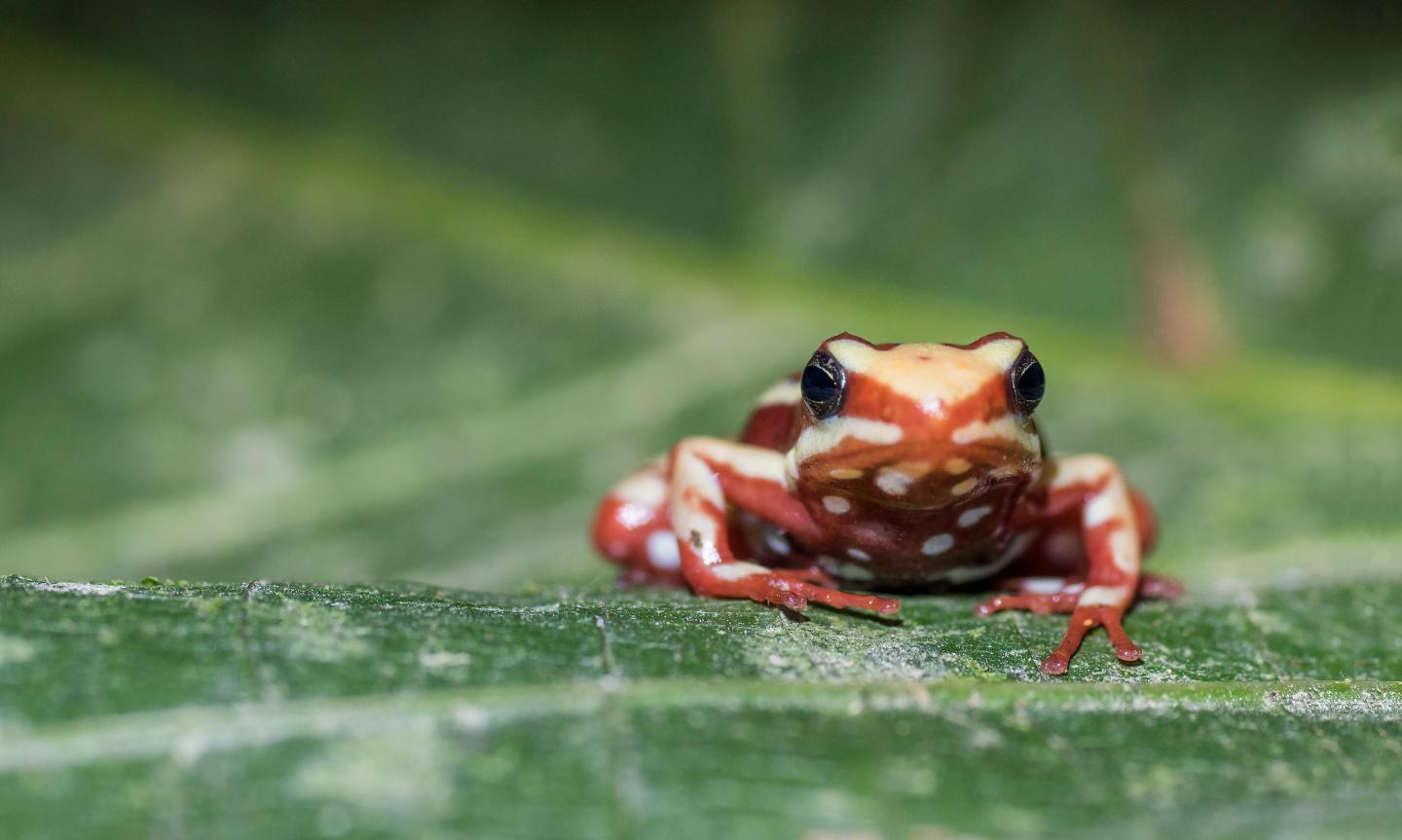 Phantasmal Poison Frog (<i>Epipedobates anthonyi</i>)