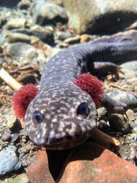 Coastal giant salamander