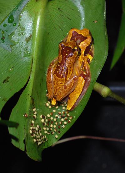 Treefrog Pair Laying Eggs on Land