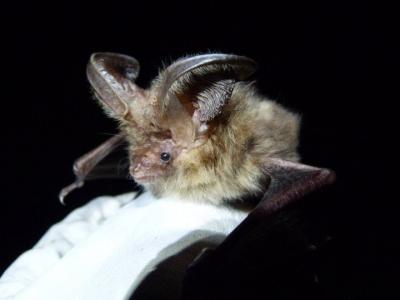 Brown Long-Eared Bat (1 of 2)