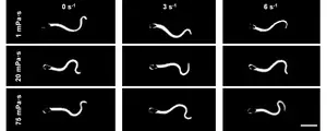 Dark-field microscopy of individual sperm at 200 frames per second with varying viscosities and shear rates