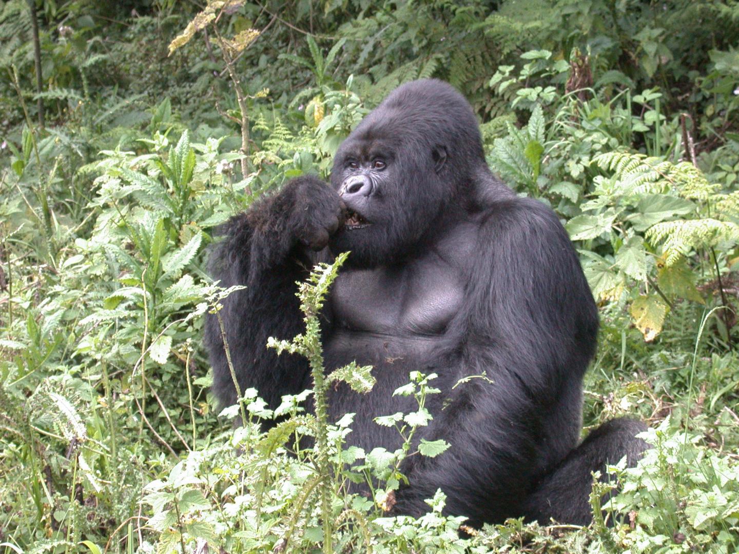 Mountain Gorilla