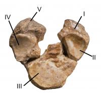 FIgure C Bottom of Fossilized Forelimb
