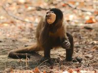 Monkeys in Brazil Have Used Stone Tools for Hundreds of Years 2