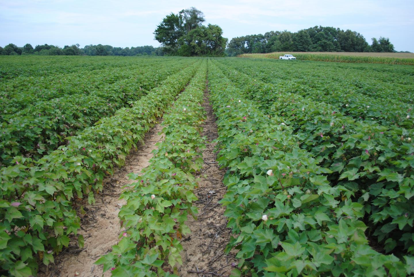 Picture of Cotton Growing in Field