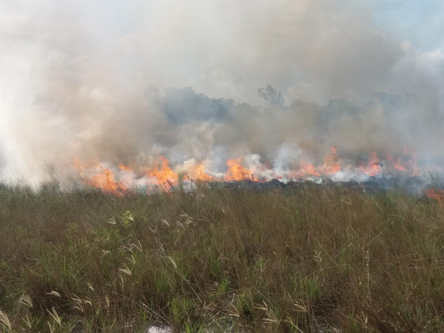 Occasional Fires Contribute to Healthy Grasslands