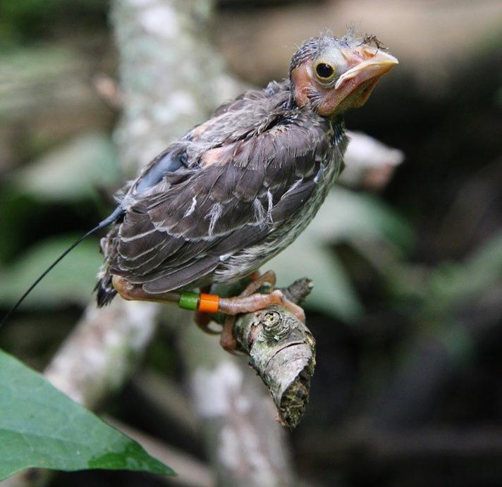 Tracking Cowbirds