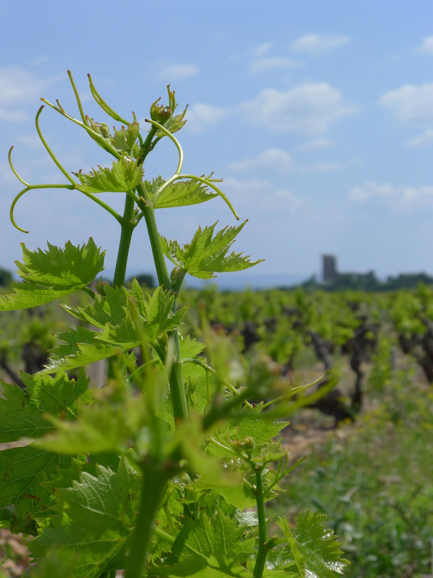 Grapevines Growing in Châteauneuf-du-Pape, France
