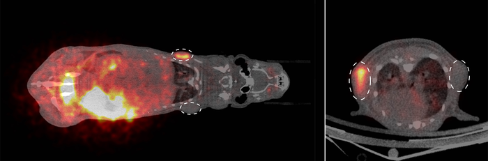 PET imaging of tumours (dashed circles) in a mouse (right in cross-section) using SNAP-tag technology