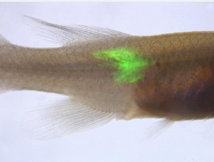 Peptide hormone in killifish muscle