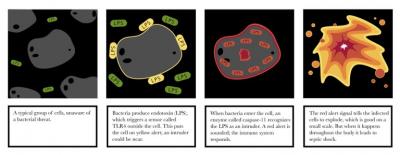 UNC Researchers Identify Molecule that Triggers Septic Shock