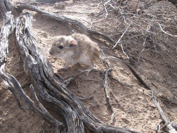 New Analysis of the of Rare Argentinian Rat Unlocks Origin of the Largest Mammalian Genome