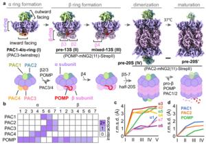 Proteasome formation