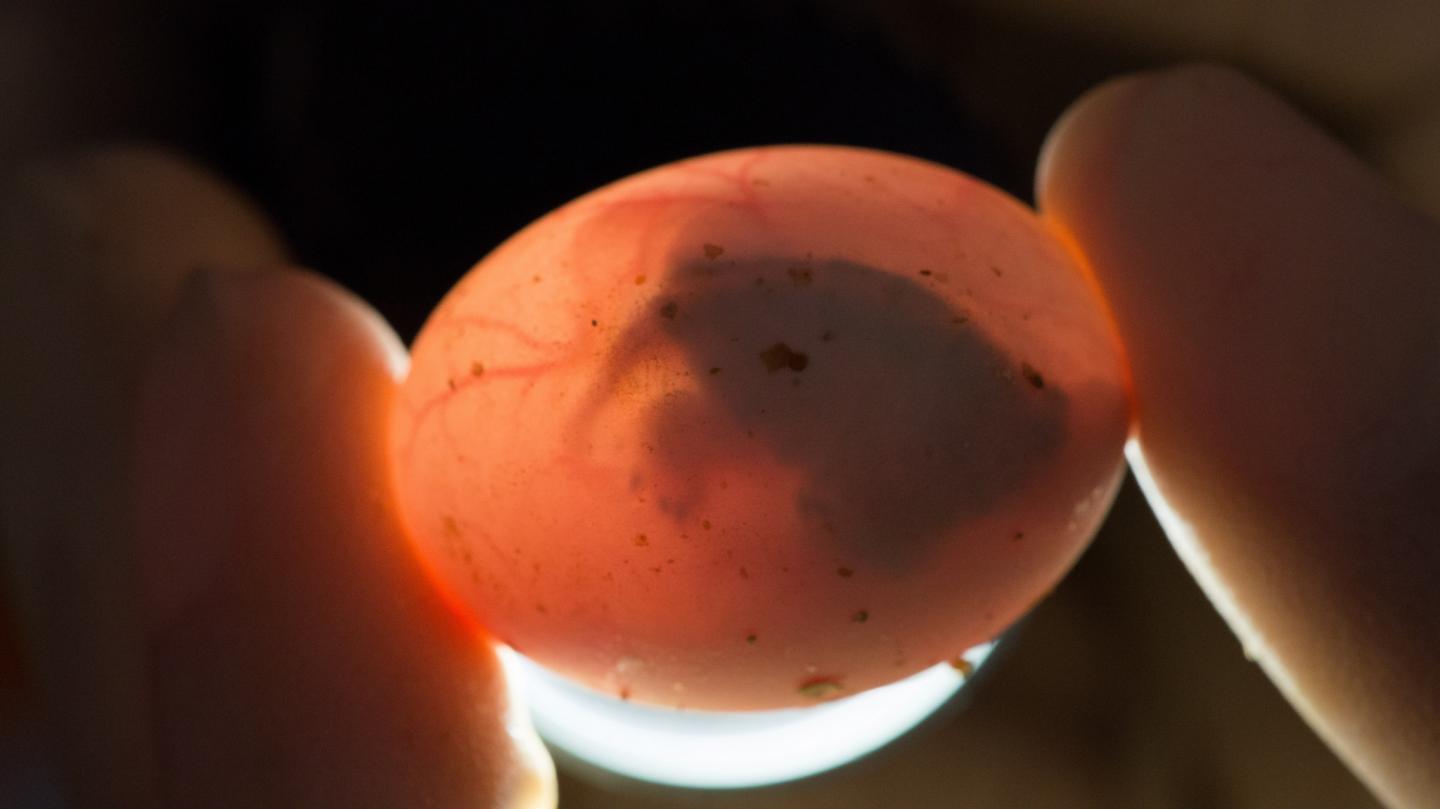 Painted Turtle Egg